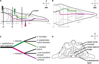 In Search for the Avian Trigeminal Magnetic Sensor: Distribution of Peripheral and Central Terminals of Ophthalmic Sensory Neurons in the Night-Migratory Eurasian Blackcap (Sylvia atricapilla)